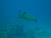 IMG_2326.JPG

26.46 KB 
800 x 600 
8/3/2009